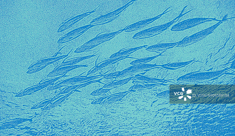 一群金枪鱼在水下游泳图片素材