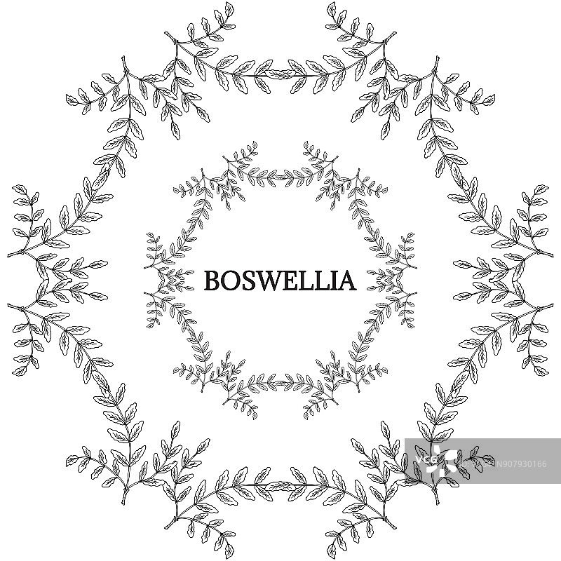 彩色的Boswellia, l16 -2图片素材