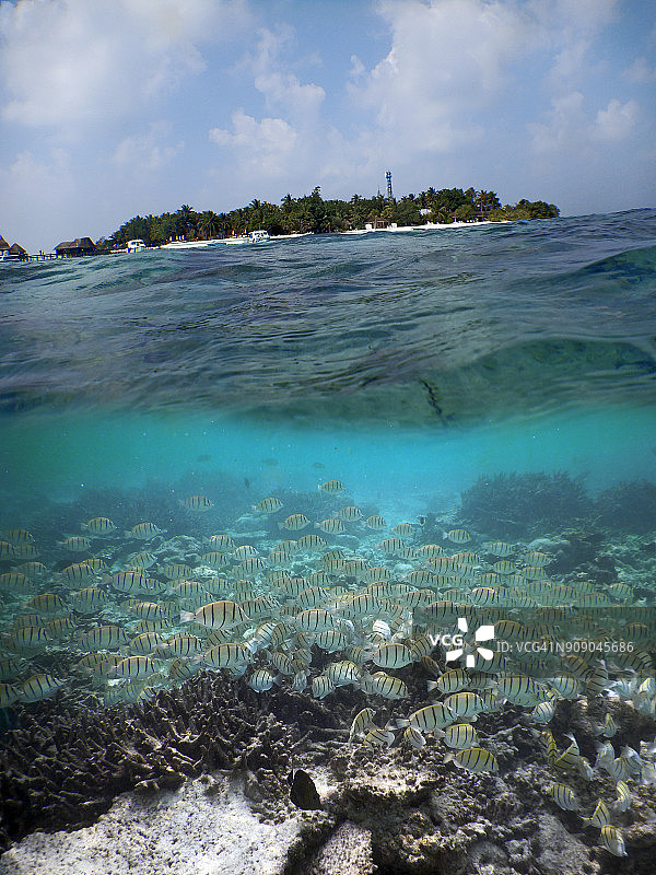 鱼群和白色沙滩，上面和水下图哈吉里岛的图像图片素材