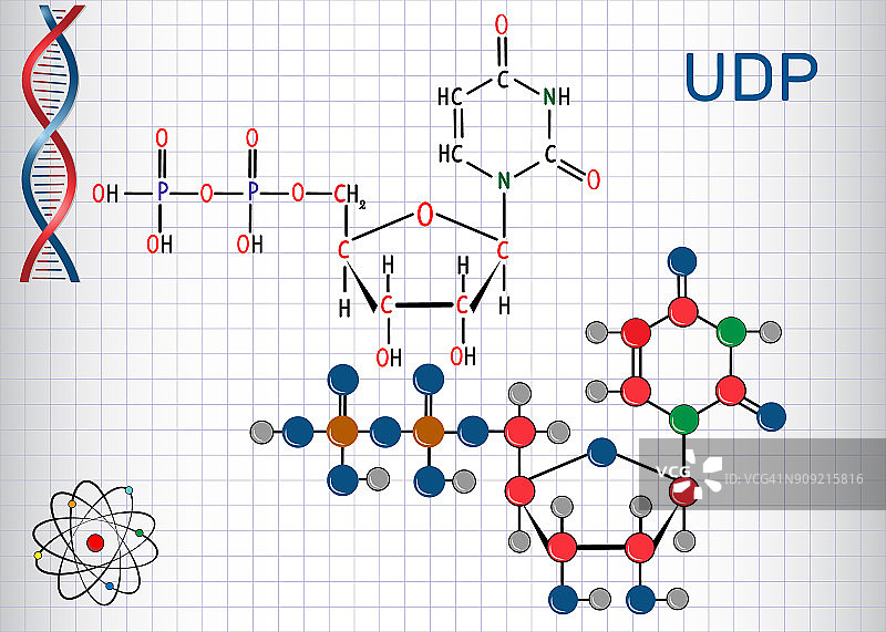 尿苷二磷酸(UDP)核苷酸分子。结构化学式和分子模型。笼子里的一张纸图片素材