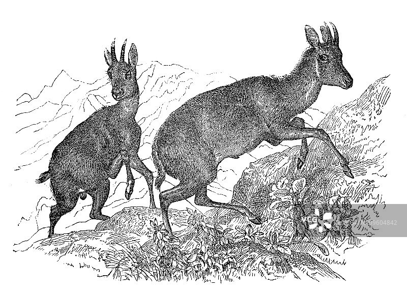 古董动物插图:戈拉尔图片素材