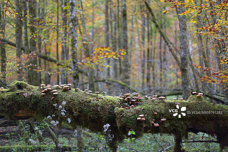 原始森林，树木覆盖苔藓、地衣和蘑菇，秋季图片素材