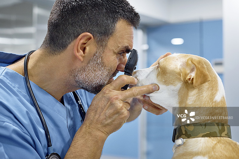 兽医用检眼镜检查狗的眼睛图片素材