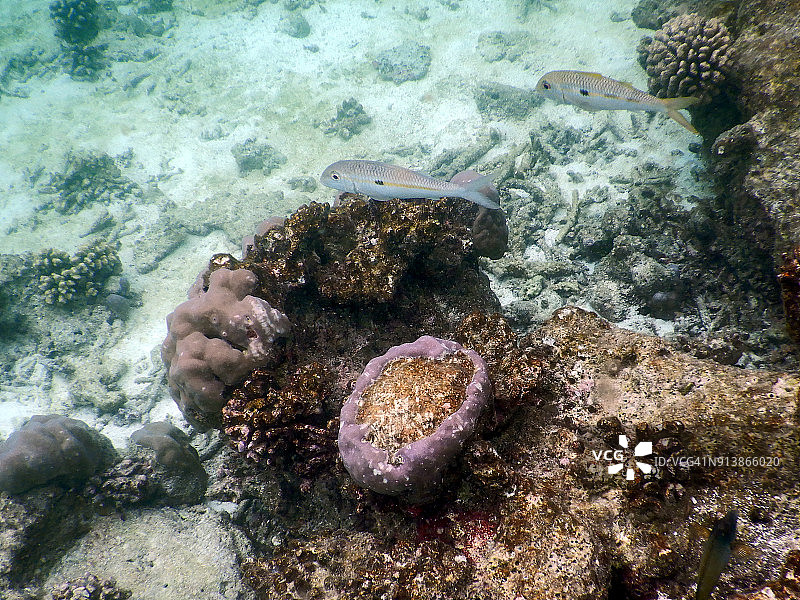 波利特珊瑚群和两条山羊鱼图片素材