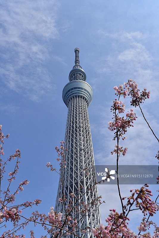 东京天空树和樱花图片素材