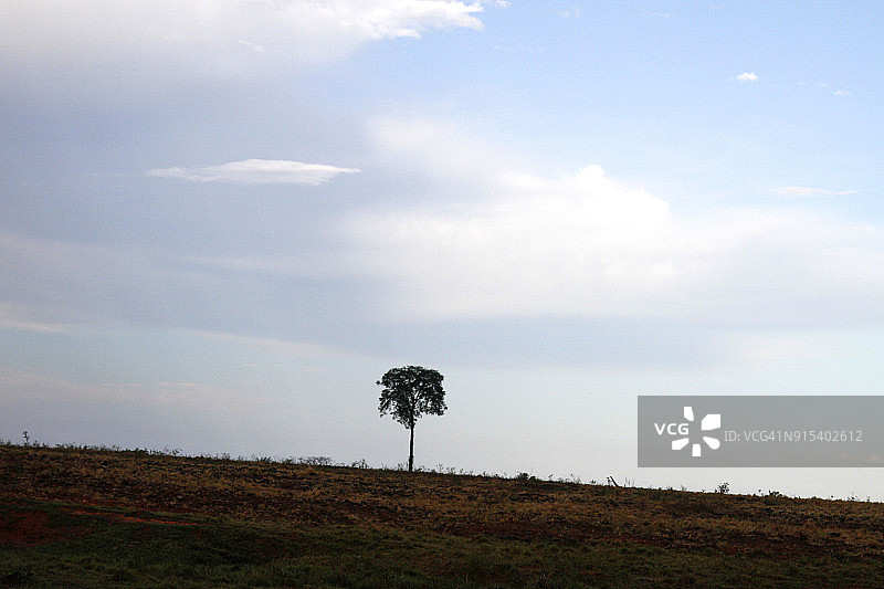 亚马逊地区孤独的树图片素材