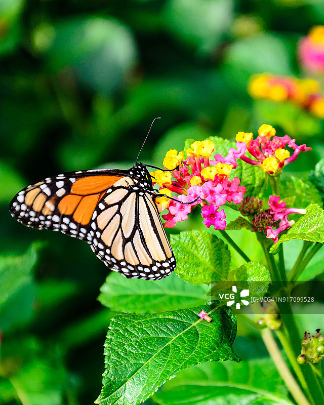 一只正在迁徙的帝王蝶正在吃野花图片素材