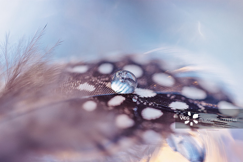 在白色背景上带斑点的蓝色鸟羽毛上的露珠。抽象艺术微距照片图片素材
