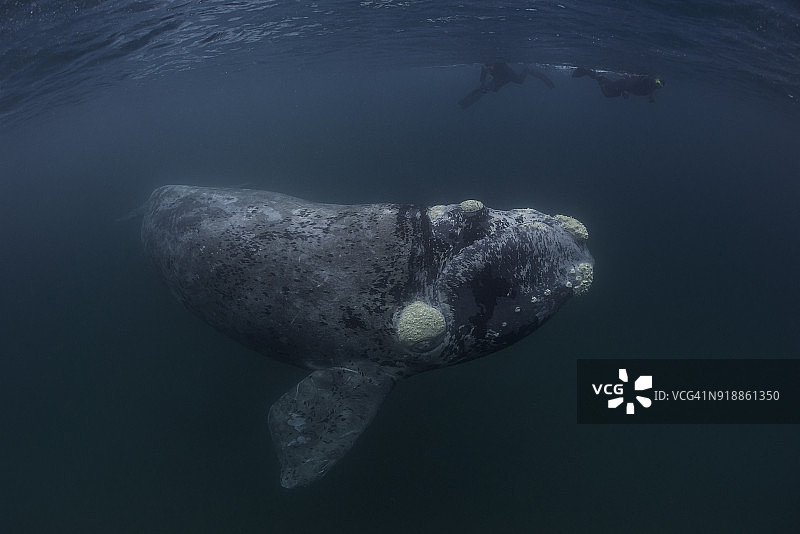 灰色的南露脊鲸幼崽和两名潜水员，新海湾，阿根廷。图片素材