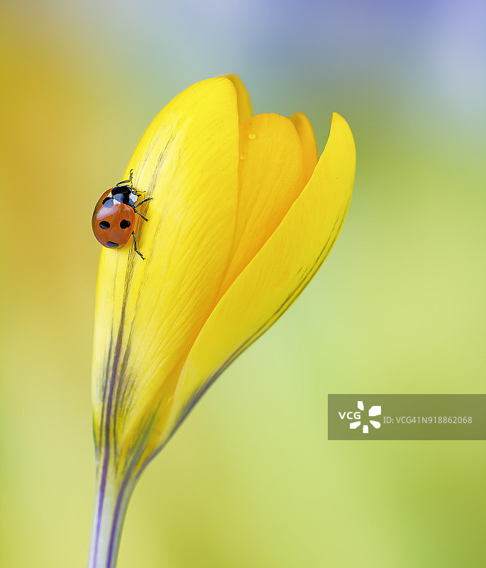 瓢虫在黄番红花上图片素材