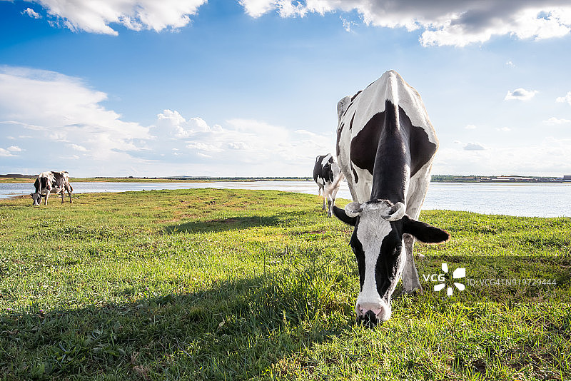 牛在草地上图片素材