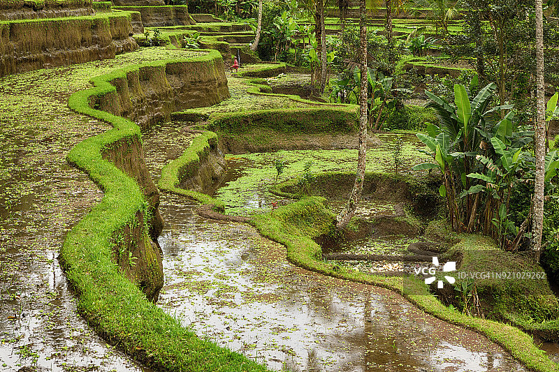 印度尼西亚巴厘岛的稻田图片素材