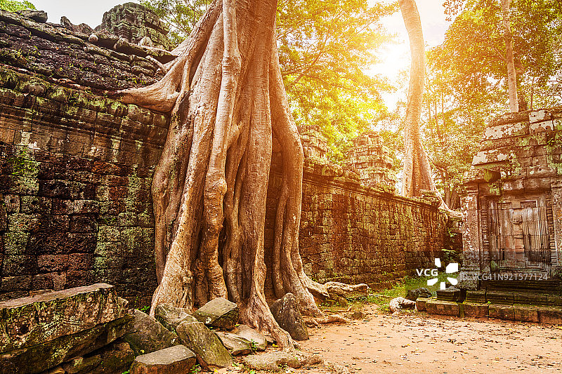柬埔寨暹粒的塔普罗姆寺。图片素材