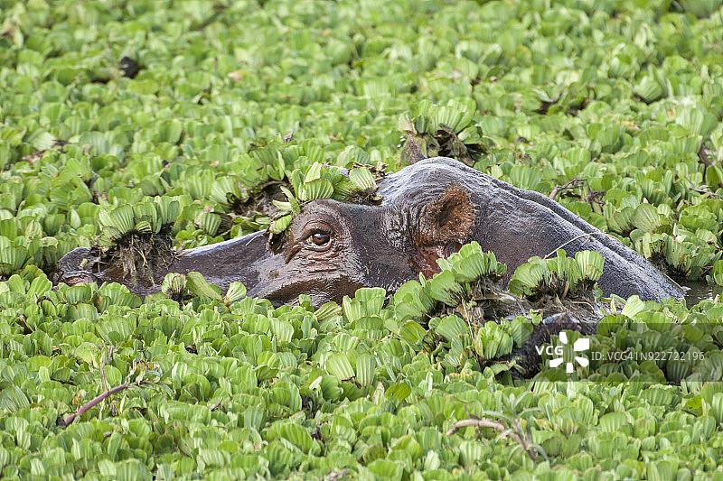 野生非洲河马的特写，头在水上漂浮的莴苣图片素材