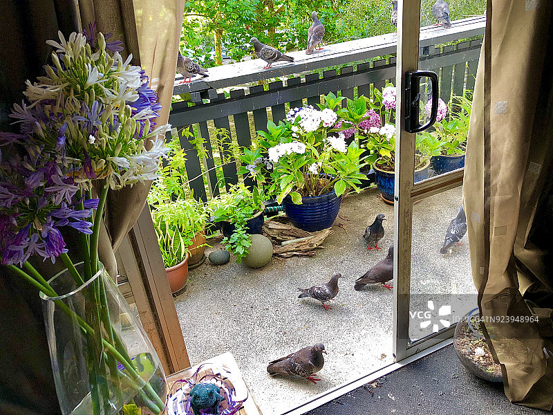 阳台上有鸽子的花园图片素材
