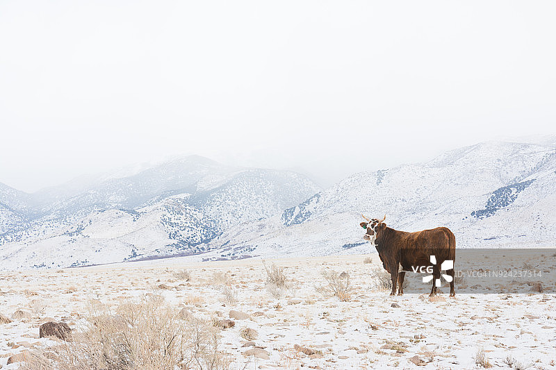 有角的牛站在犹他州一个积雪的山谷里。图片素材