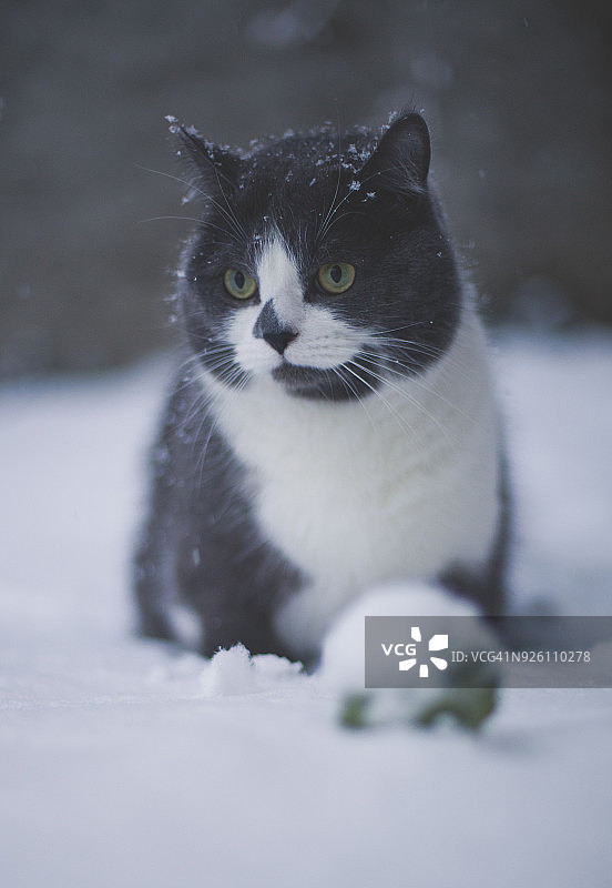 雪中的家猫图片素材
