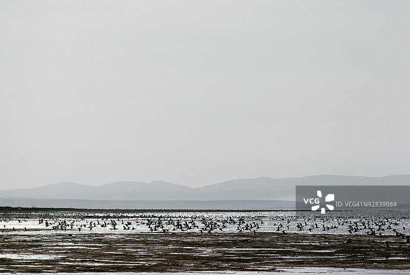 莫德林群岛退潮时的鸟群图片素材