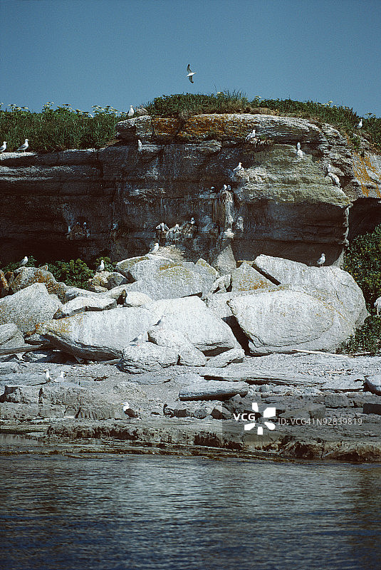 加拿大魁北克崎岖海岸上的海鸥图片素材