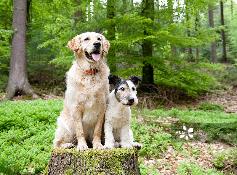 森林里的两只狗图片素材