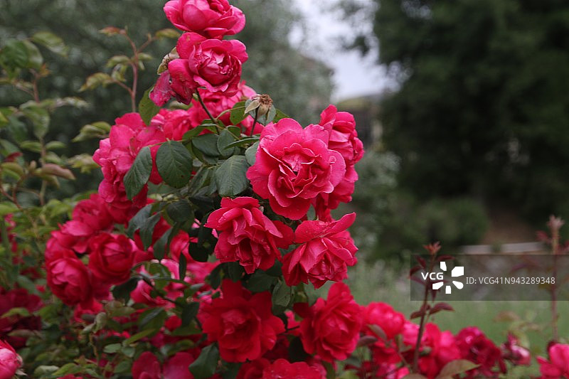 白色尖桩篱笆，两旁是生机勃勃的盛开的红玫瑰图片素材