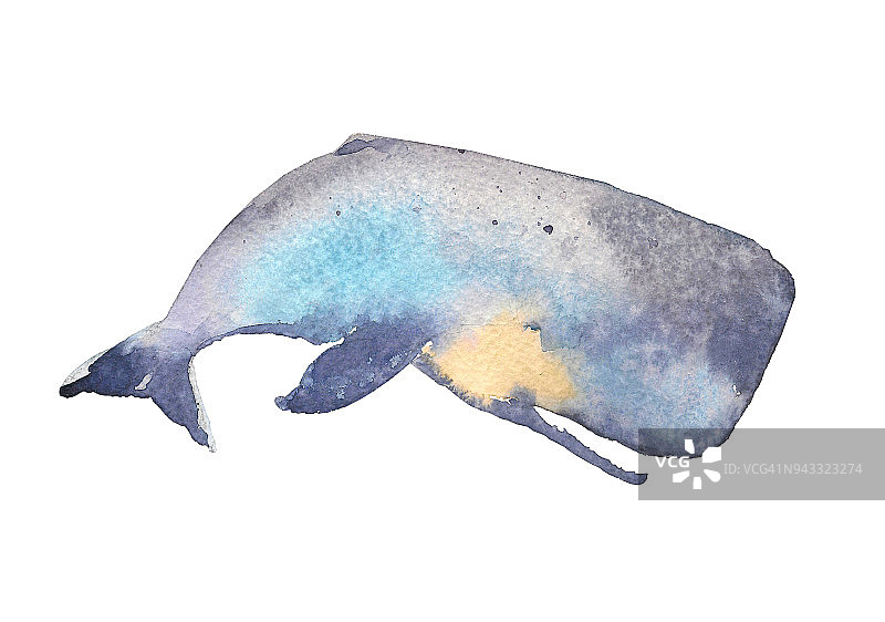 鲸鱼。海洋动物。水彩画手绘插图孤立的白色背景图片素材