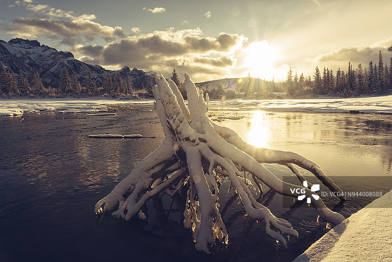 夕阳下，一棵被雪覆盖的枯树图片素材