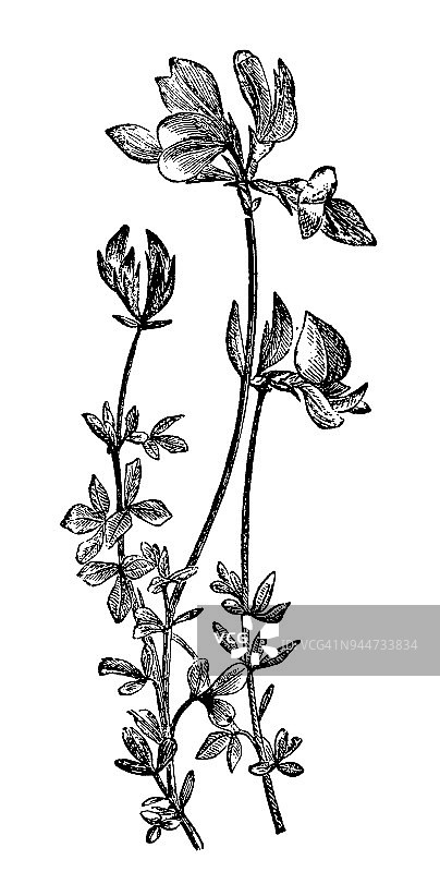 植物学植物仿古雕刻插图:荷花(鸟脚三叶)图片素材