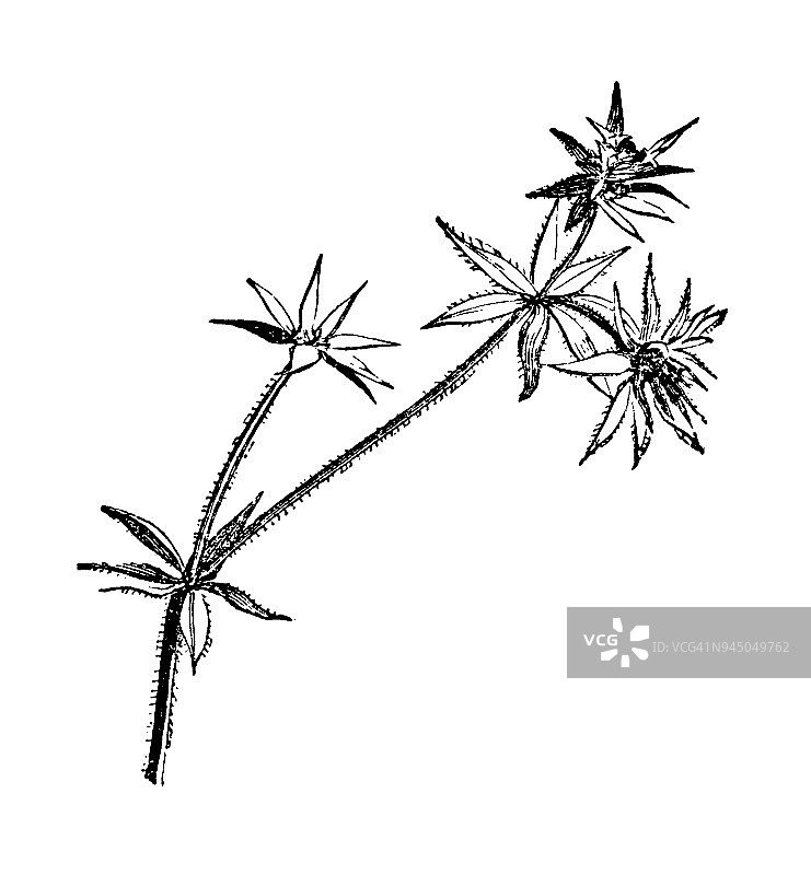 植物学植物仿古雕刻插图:茜草图片素材