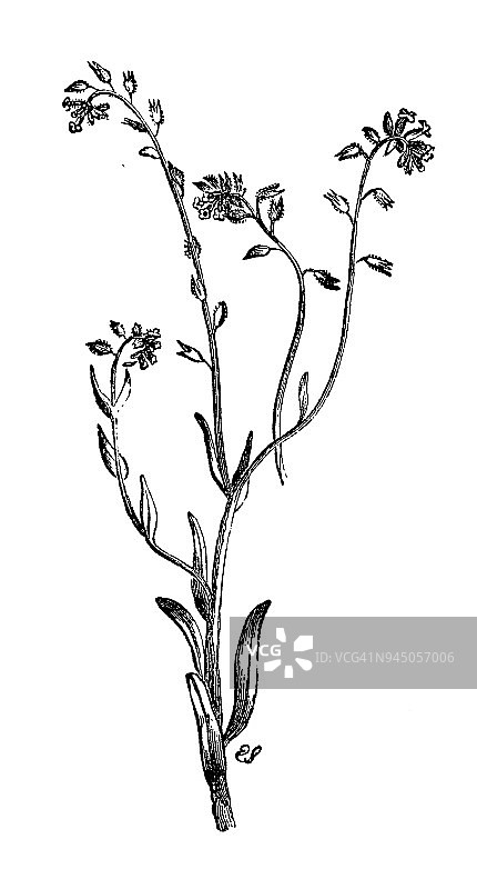 植物学植物仿古雕刻插图:Myosotis discolor (changing勿忘我)图片素材