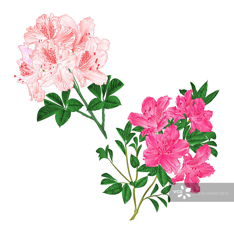 浅粉色的树枝和粉红色的花朵杜鹃山灌木，在白色的背景上设置六个复古矢量插图可编辑图片素材