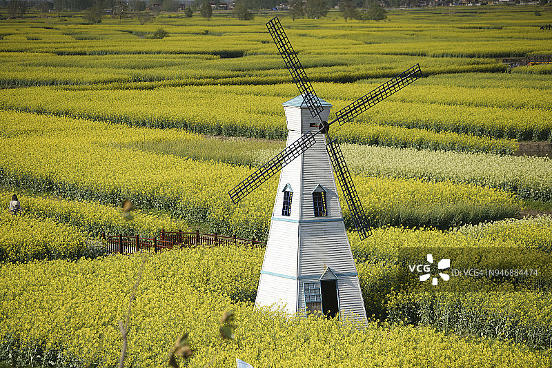 黄色油菜籽地里的风车图片素材