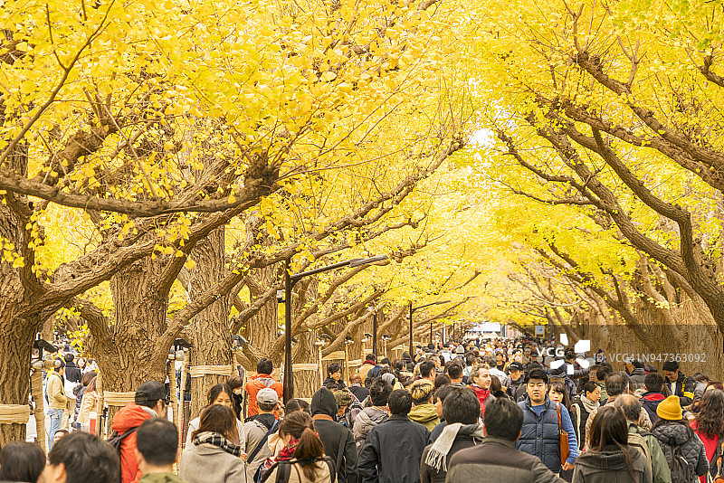 2017年11月19日，日本东京千代田区，人们走过在一排排秋叶下闪闪发光的银杏树大道。一排排的秋叶环绕着大街和人们。图片素材