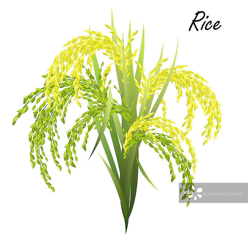 水稻穗(水稻，亚洲水稻)，现实的矢量插图。图片素材