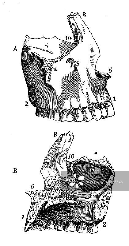 人体解剖学的古董插图:颅骨上颌骨图片素材