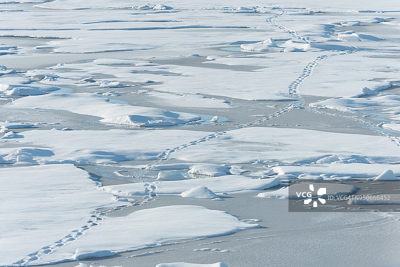 北极熊的脚印在雪地上留下了足迹图片素材