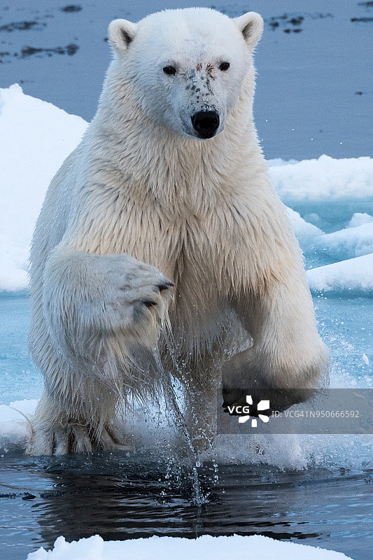 北极熊跃过冰头上的缺口图片素材