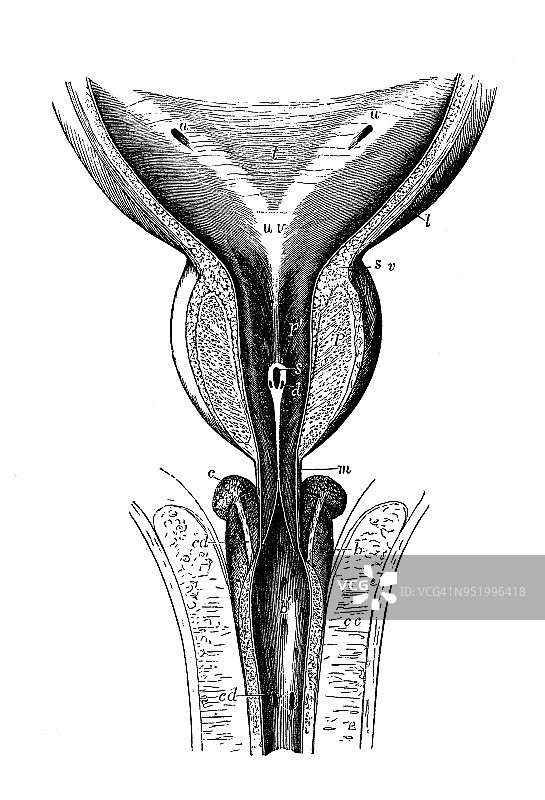 人体解剖学古董插图:膀胱、尿道图片素材