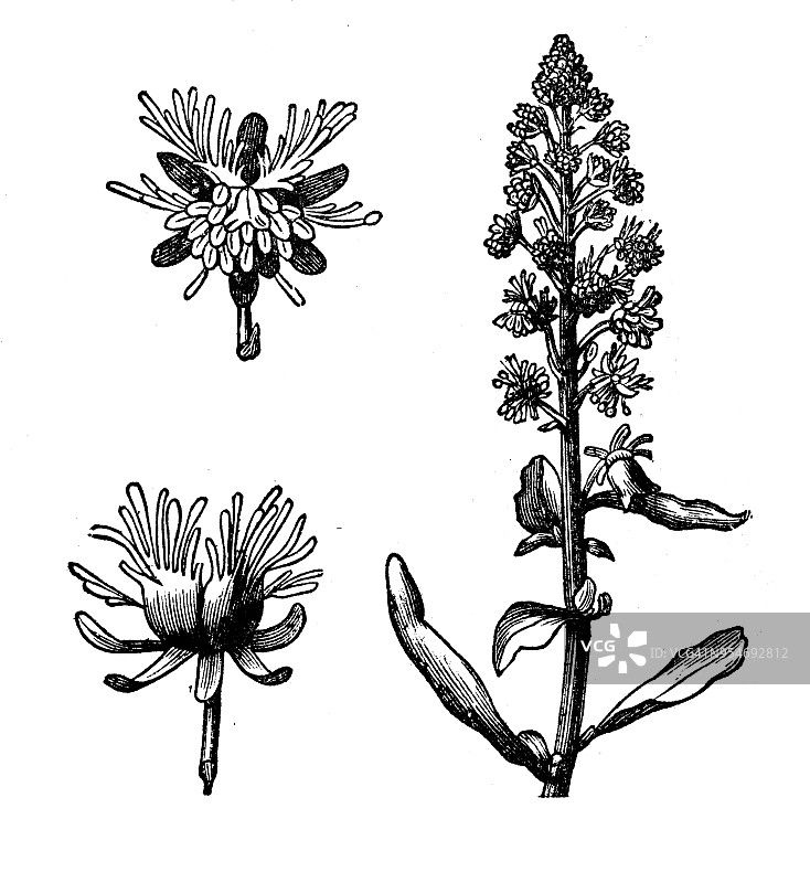 植物学植物古版画插图:木犀草图片素材