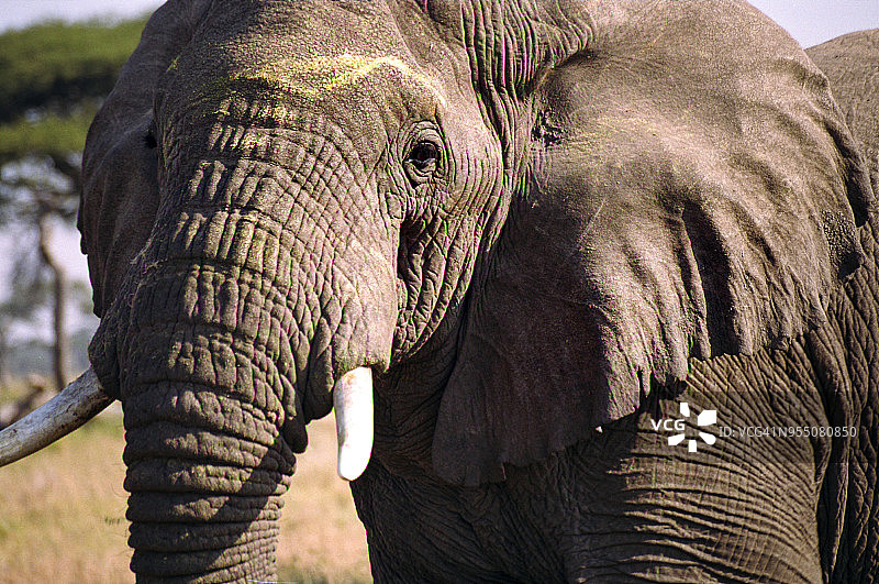 坦桑尼亚塞伦盖蒂国家公园里大象的特写镜头图片素材