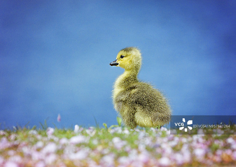 小鹅宝宝对蓝色的水和樱花前景图片素材