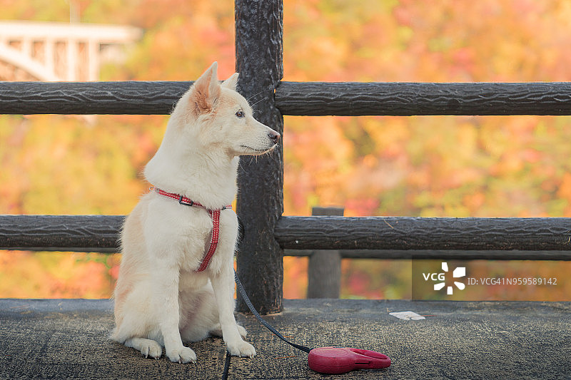 狗坐着，身后是秋叶图片素材