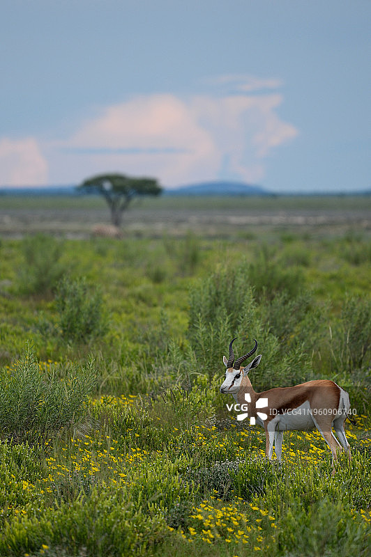 纳米比亚埃托沙国家公园田野里的跳羚图片素材