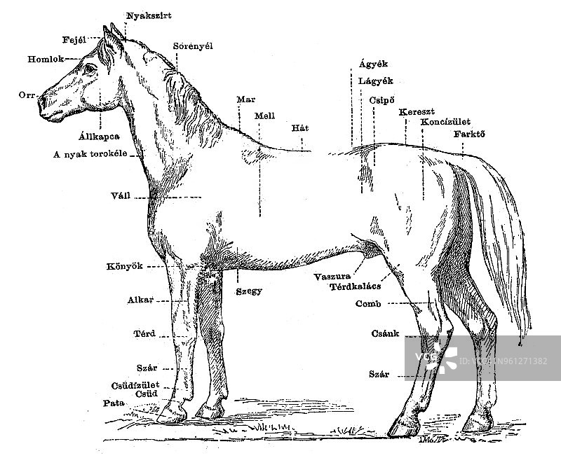 马的身躯图片素材