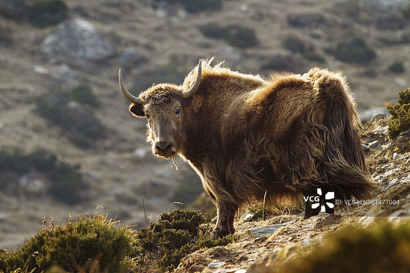 牦牛站在山上的画像图片素材
