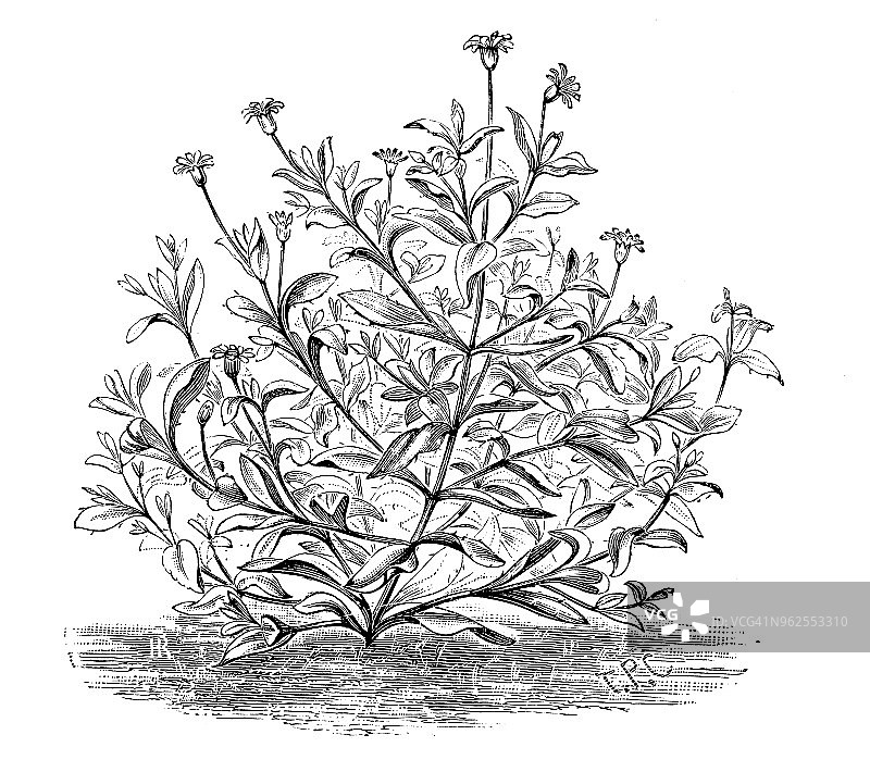 植物学植物古版画插图:天竺葵图片素材