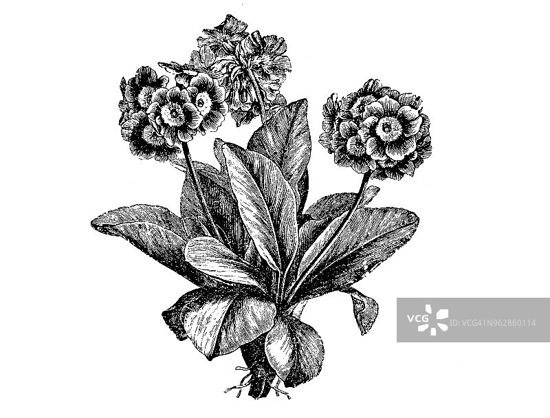 植物学植物古董雕刻插图:Primula auricula(木耳，山樱草，熊耳)图片素材