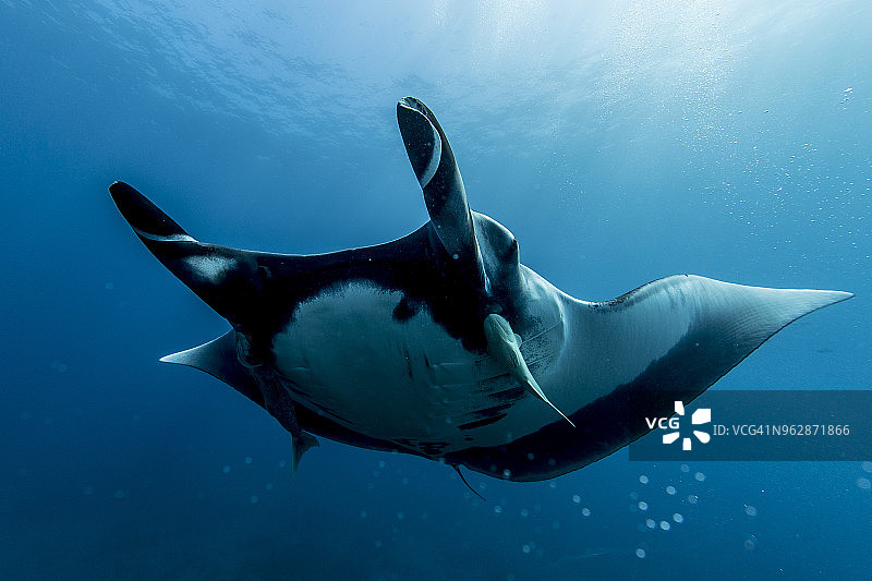海洋蝠鲼在蓝色中移动图片素材