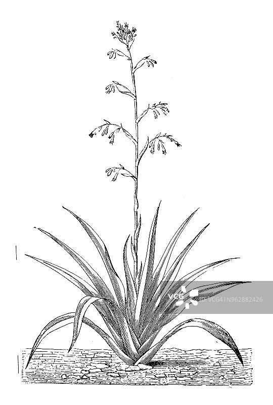 植物学植物古版画插图:苞叶蕨图片素材