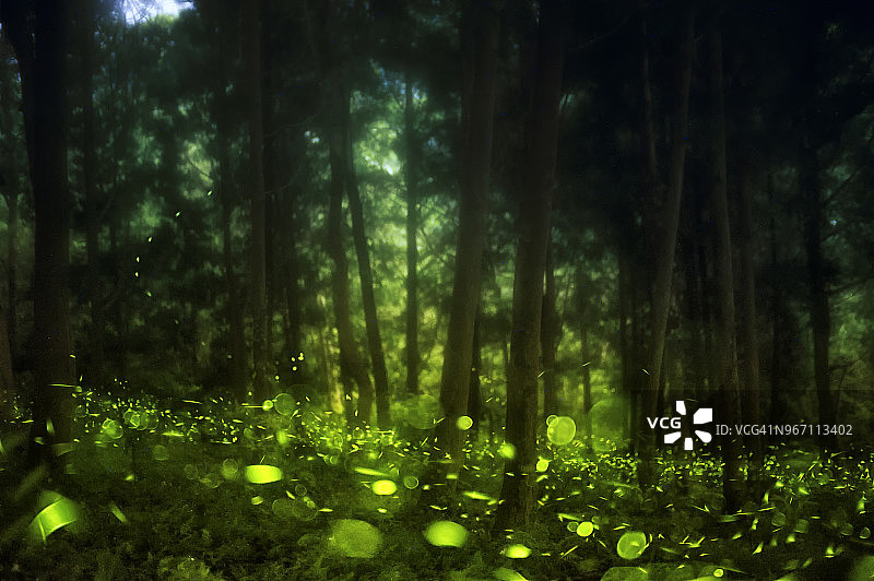 萤火虫在夏日的精灵森林里图片素材